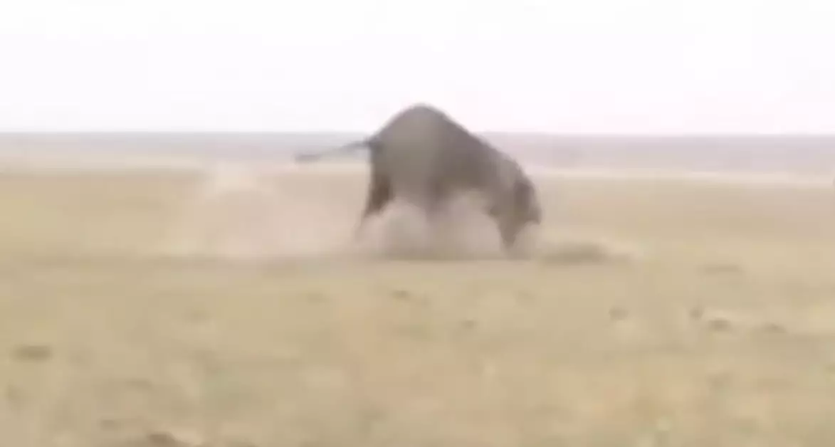 The elephant collapsed to the ground after being shot three times by the hunters.