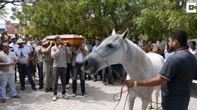 Heartbreaking Video Shows Horse Crying At Owner's Funeral 