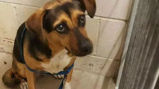 Heartbroken Dog 'Abandoned By Family For A Holiday' Has Been Adopted