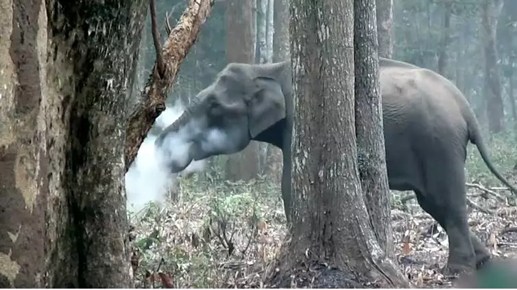 An Indian Elephant Has Been Filmed Smoking In The Woods