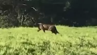 Sydney Man Captures What Could Be The Elusive NSW Black Panther
