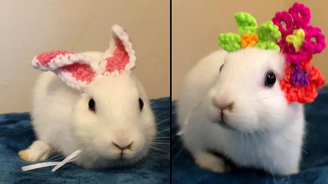 Rabbit Born With No Ears Gets A Brand New Knitted Set From Owner 
