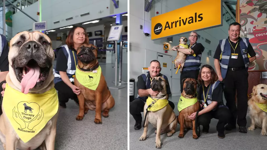 A UK Airport Has Introduced Therapy Dogs For Nervous Flyers