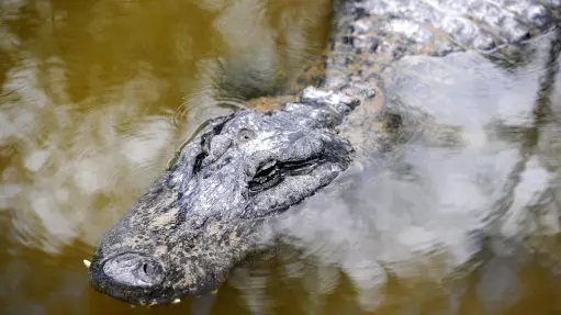 An Alligator, A Burmese Python And Fiddler's Creek Golf Course