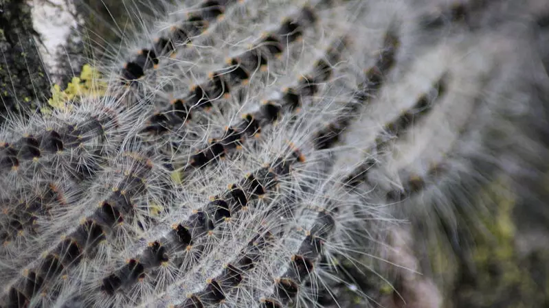 Toxic Caterpillars Are Apparently ‘Invading’ The UK 
