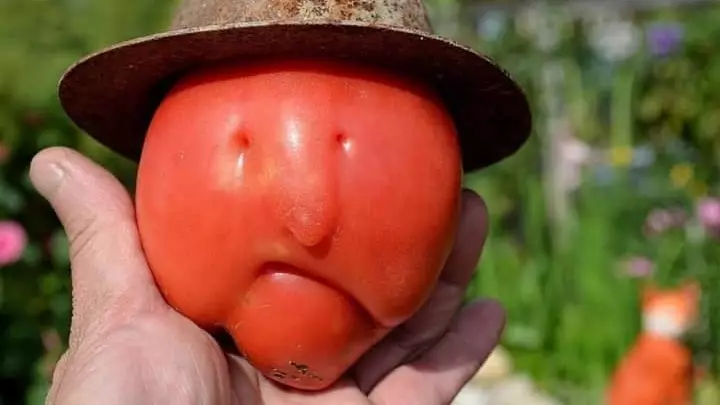 NBA Fans Are Losing It Over This Misshaped Tomato