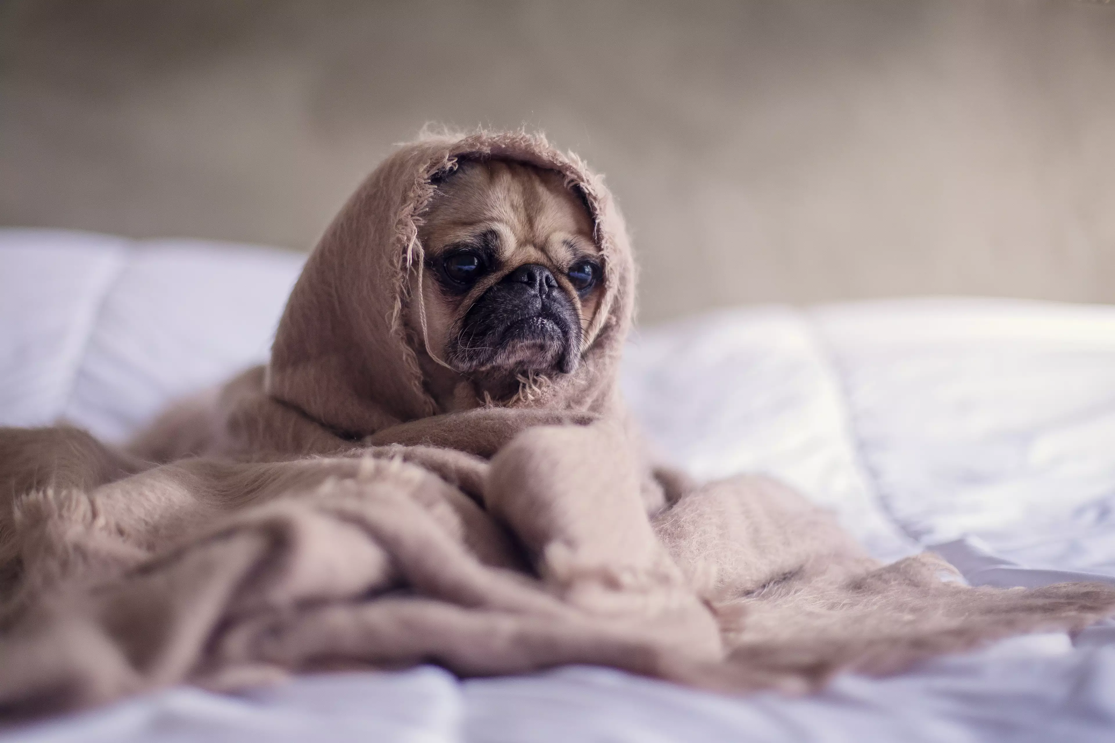 Your pet is about to be as snug as this thanks to a new heated blanket (