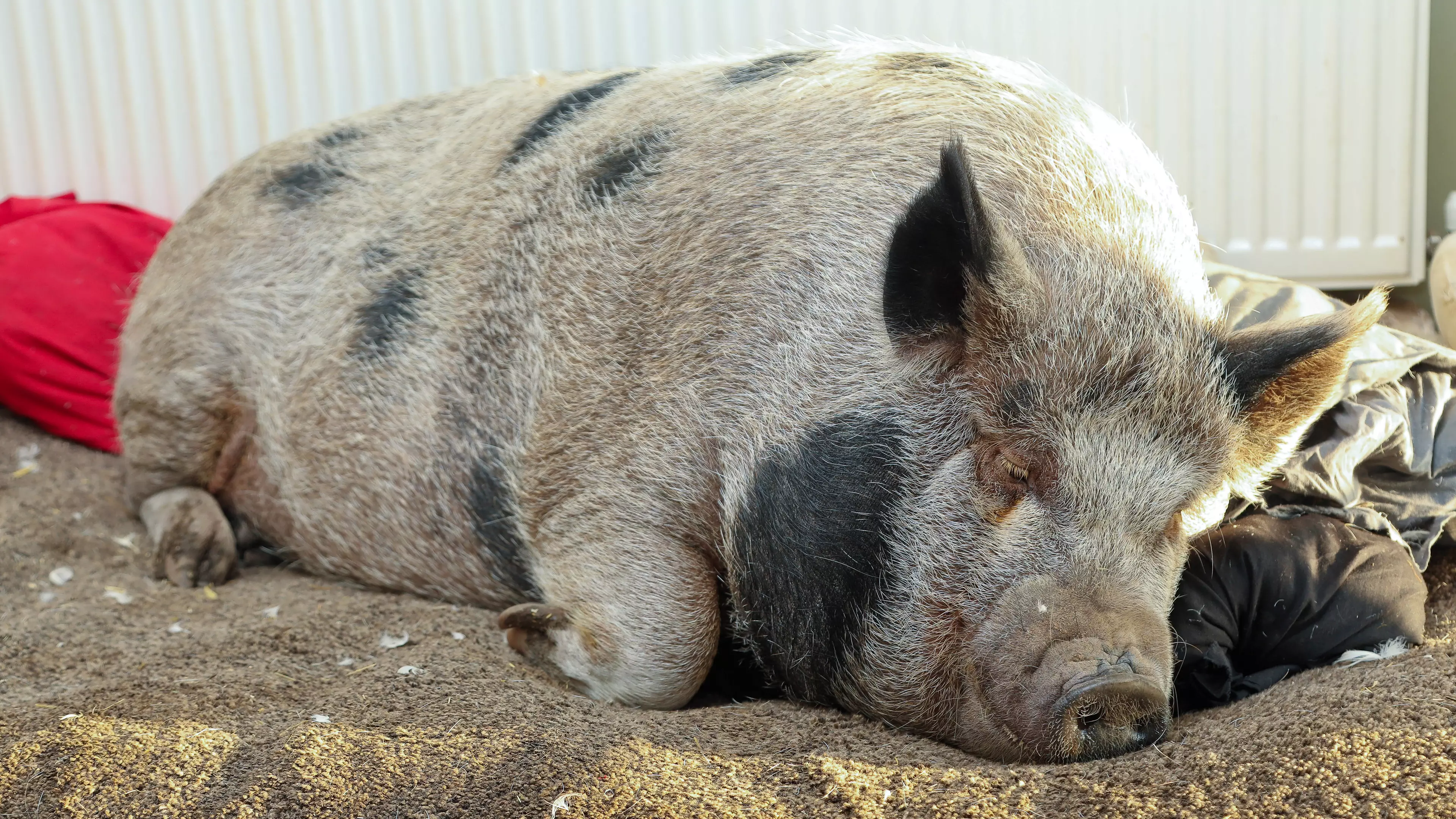 Couple's Home Taken Over By 28 Stone Pig They Thought Was Micro-Animal
