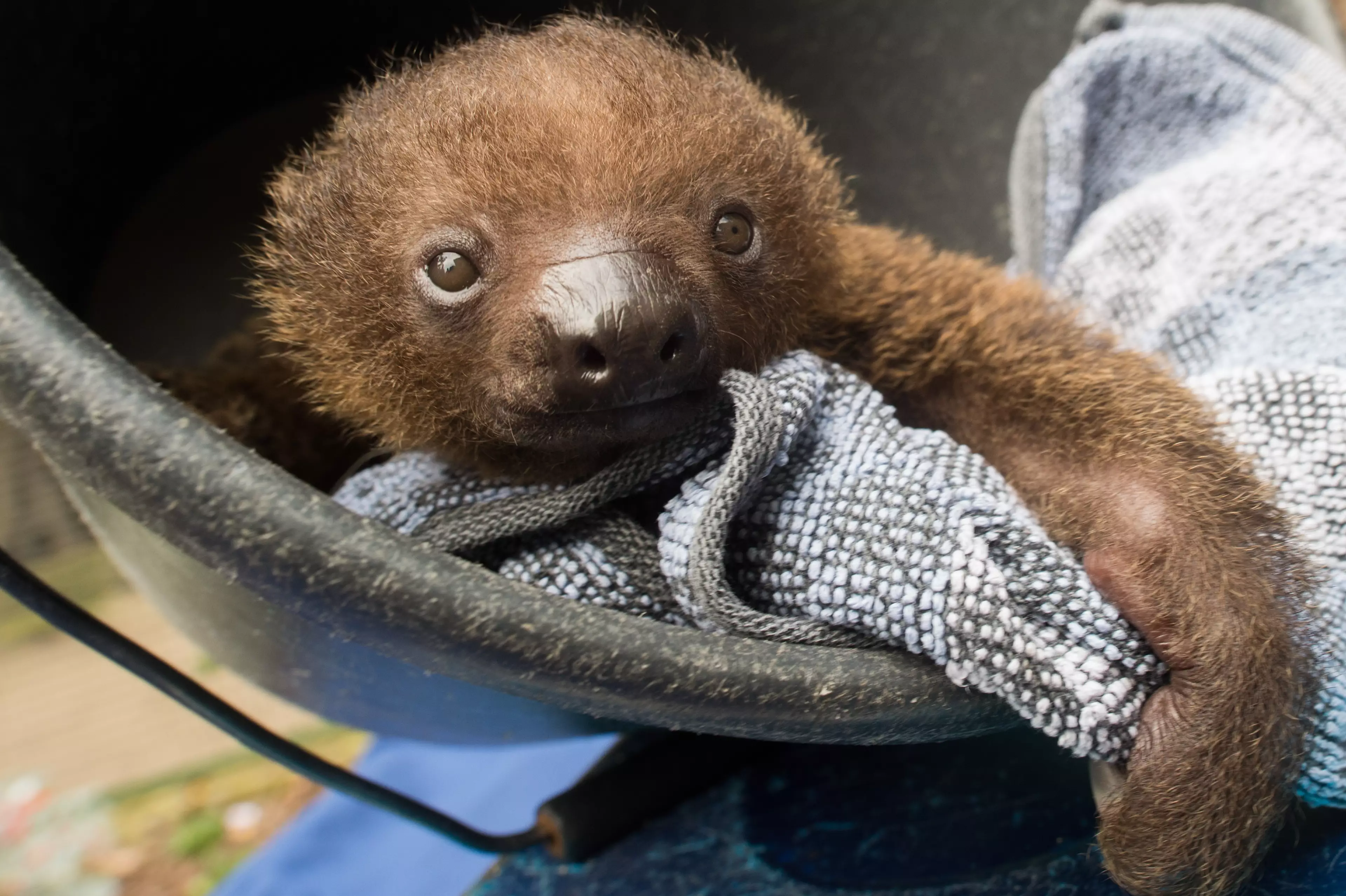 This article is about old sloths, but here's a baby one - just 'cos.