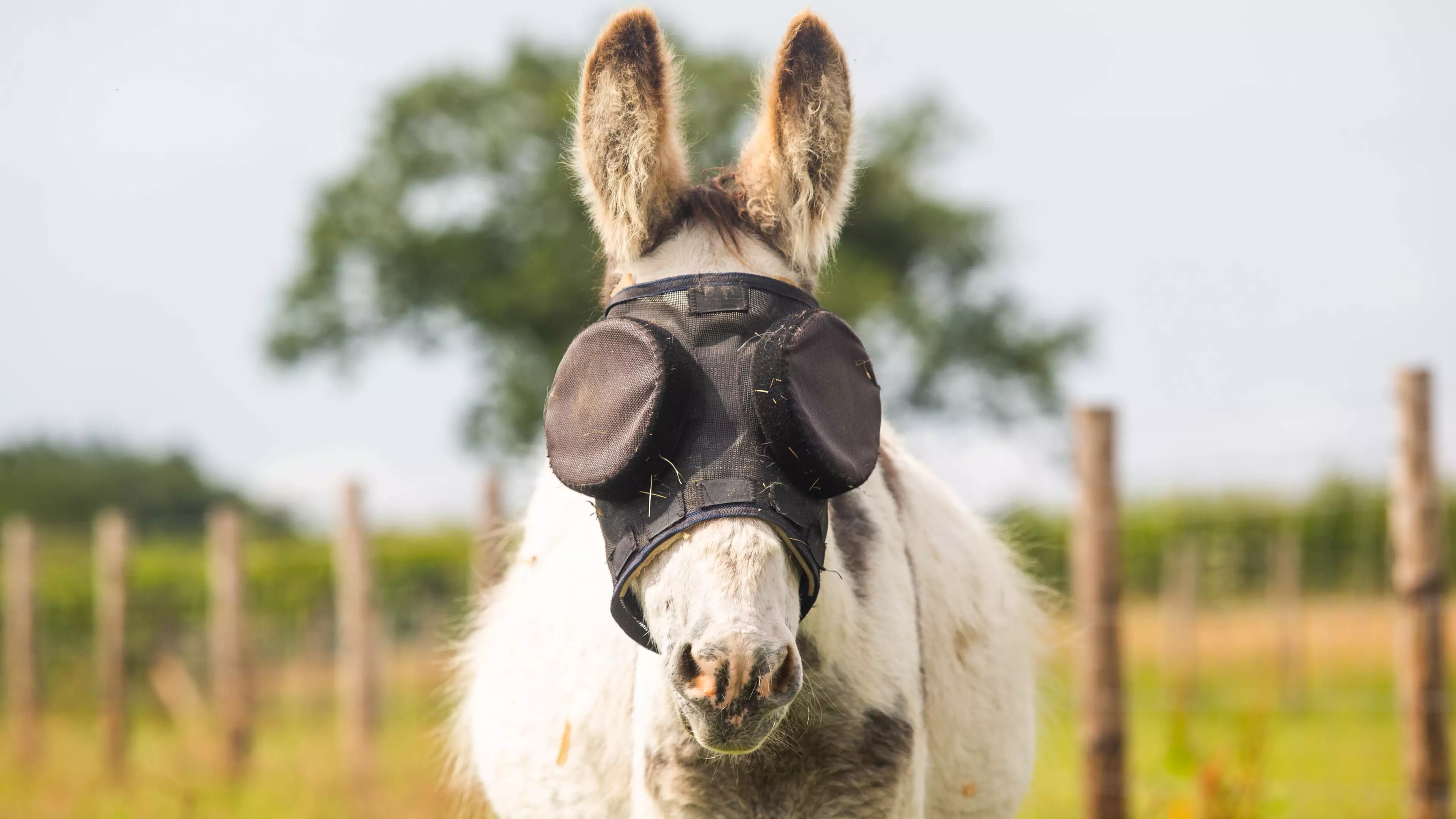 Donkey Given Special Sunglasses After Being Blinded In Freak Accident