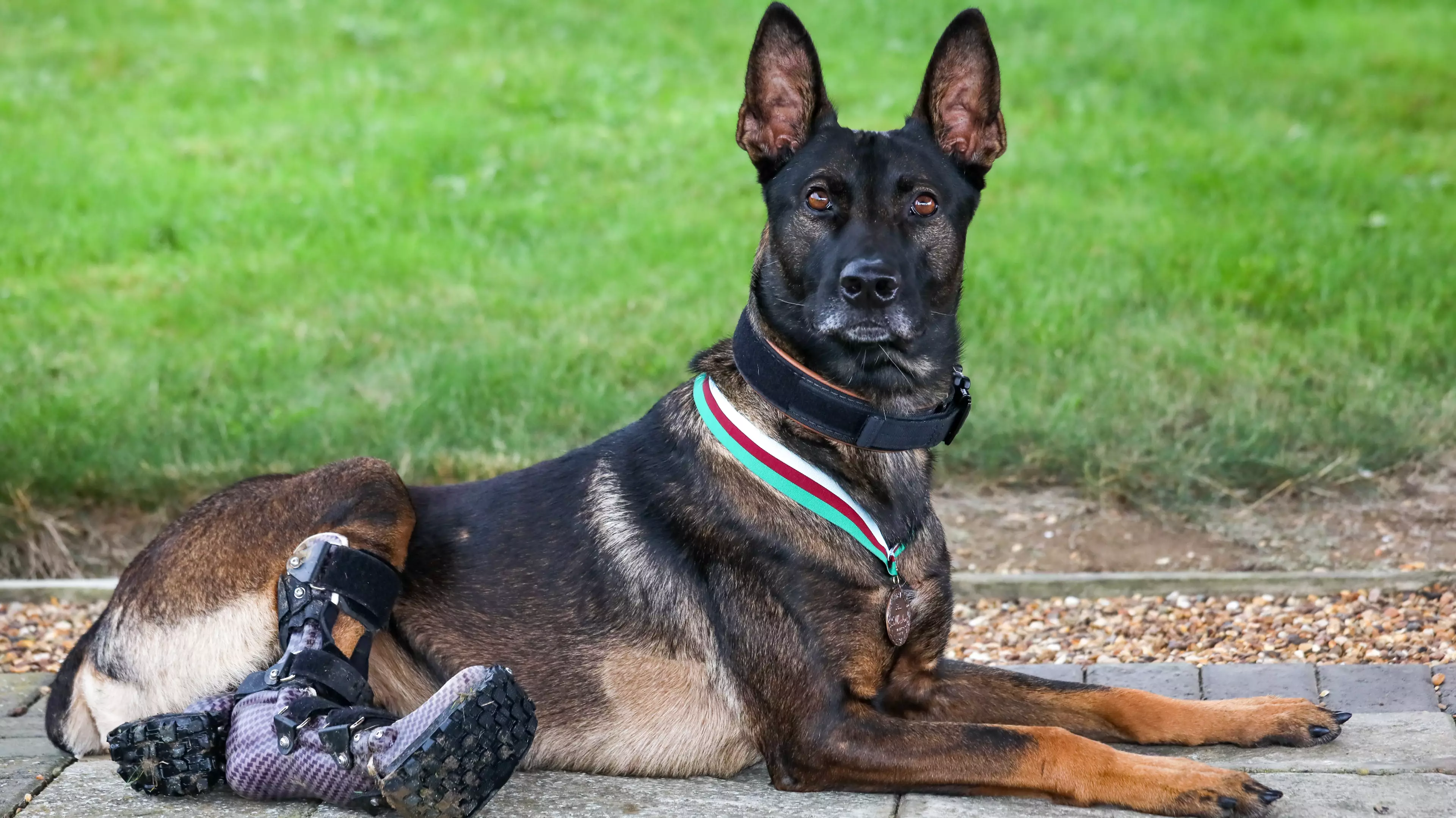 Hero Military Dog Who Suffered Life-Changing Injuries Handed Bravery Award