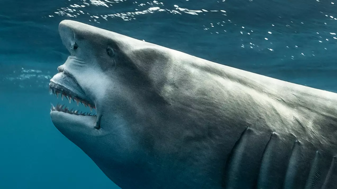 Shark Spotted That Has Striking Resemblance To Donald Trump