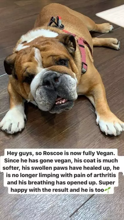 Hamilton said Roscoe is healthier as a result of his vegan diet.