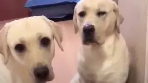 Labrador Gets Headbutted By Guilty Pal For Snitching To Owner 