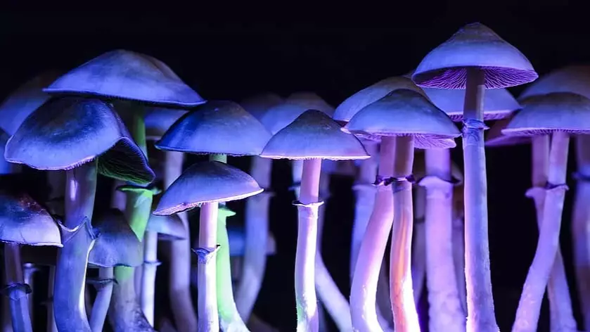 First Official Steps Made To Reschedule Magic Mushrooms And MDMA In Australia