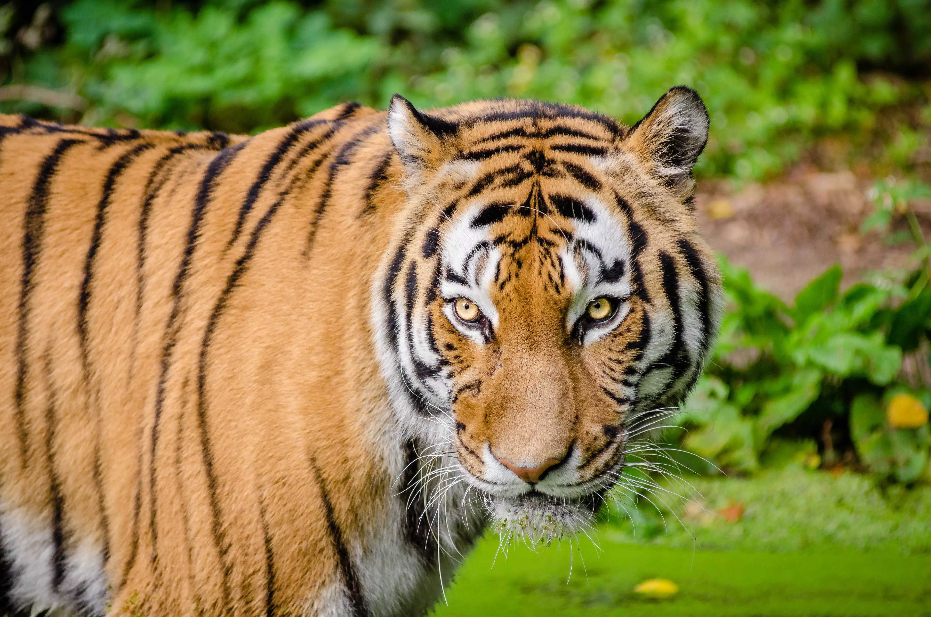 The tiger population in India has doubled in the last 12 years (