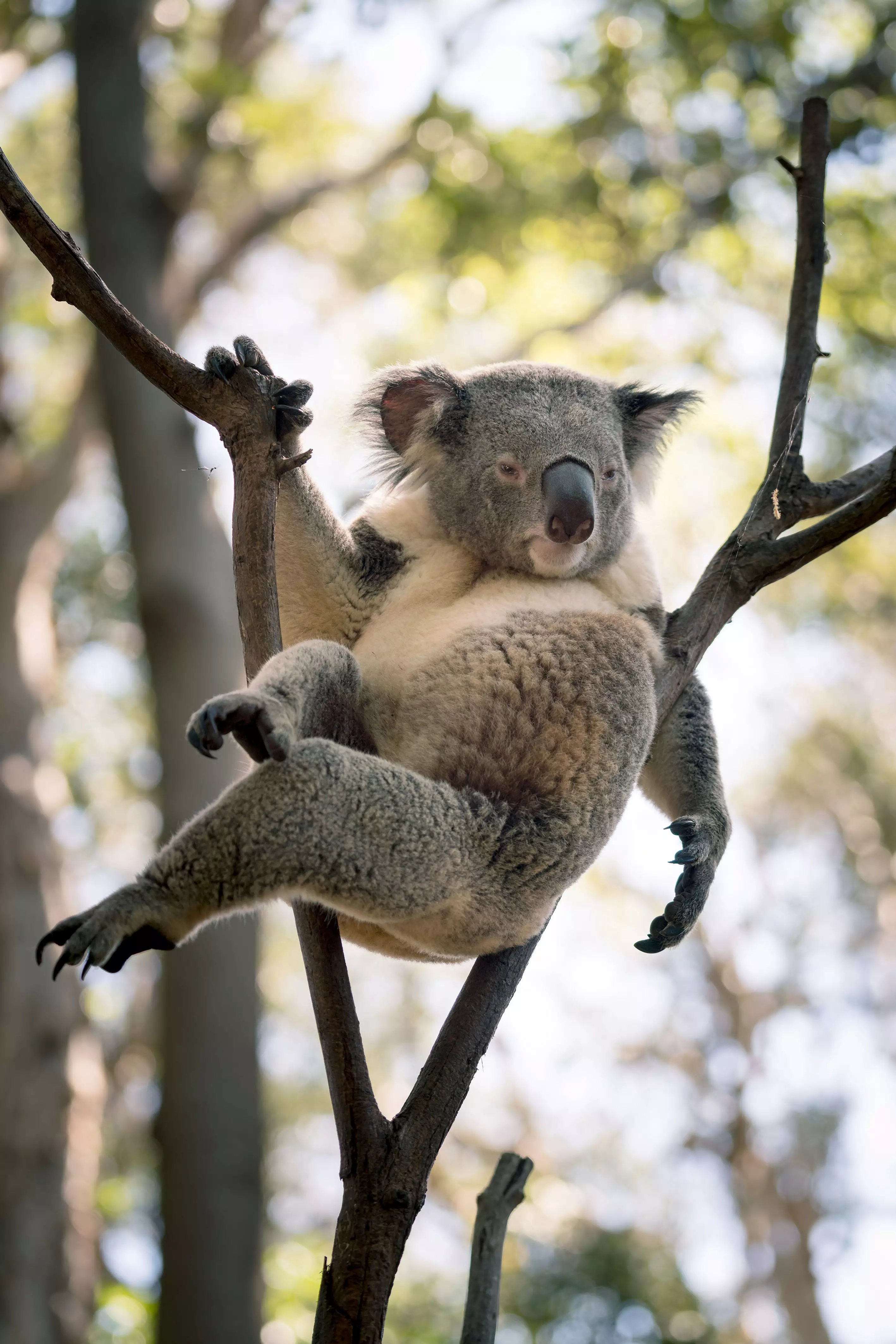 The koala was photographed relaxing in a tree.