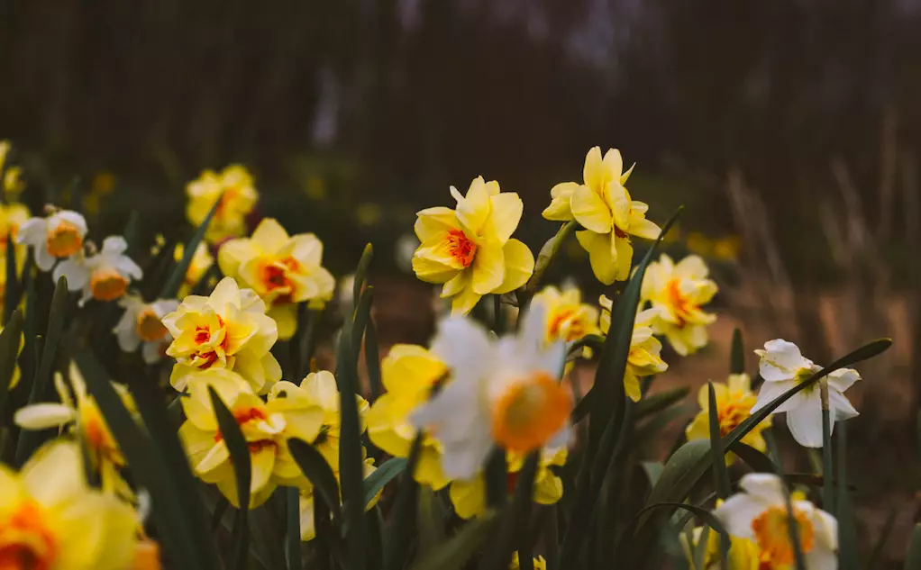 Surprisingly, daffodils are very toxic for dogs (