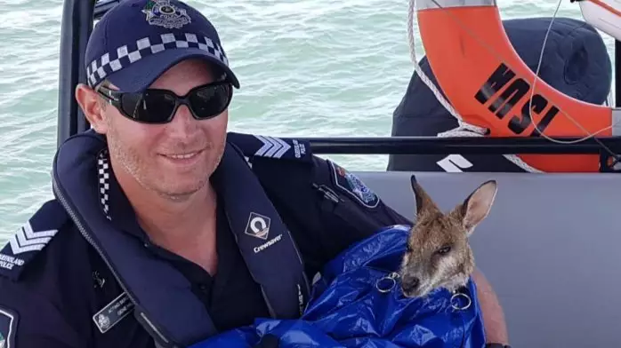 Police Rescue Wallaby Found Swimming Six Kilometres From Shore