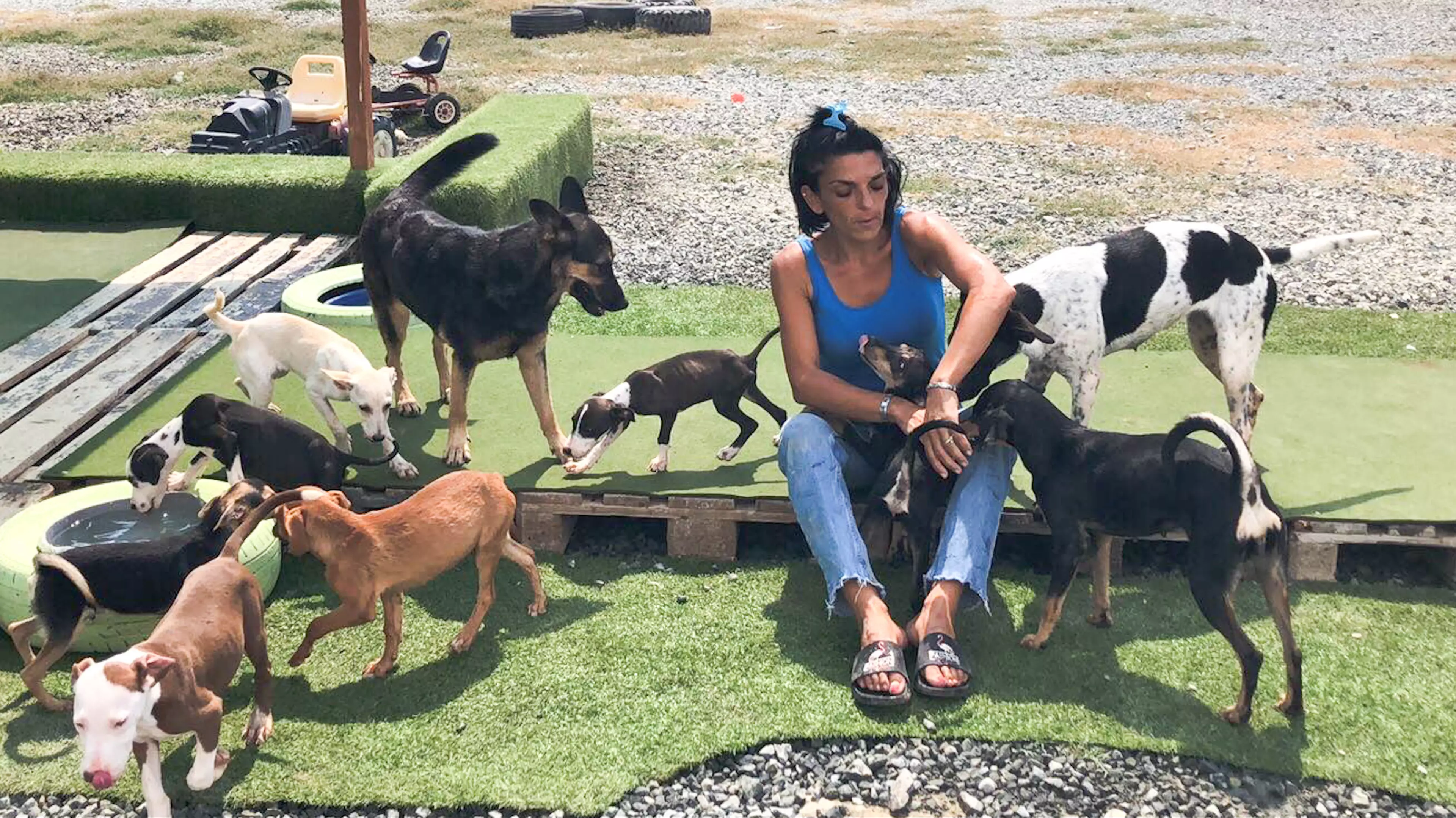 Woman Quits Her Job And Spends Life Savings Looking After Stray Dogs