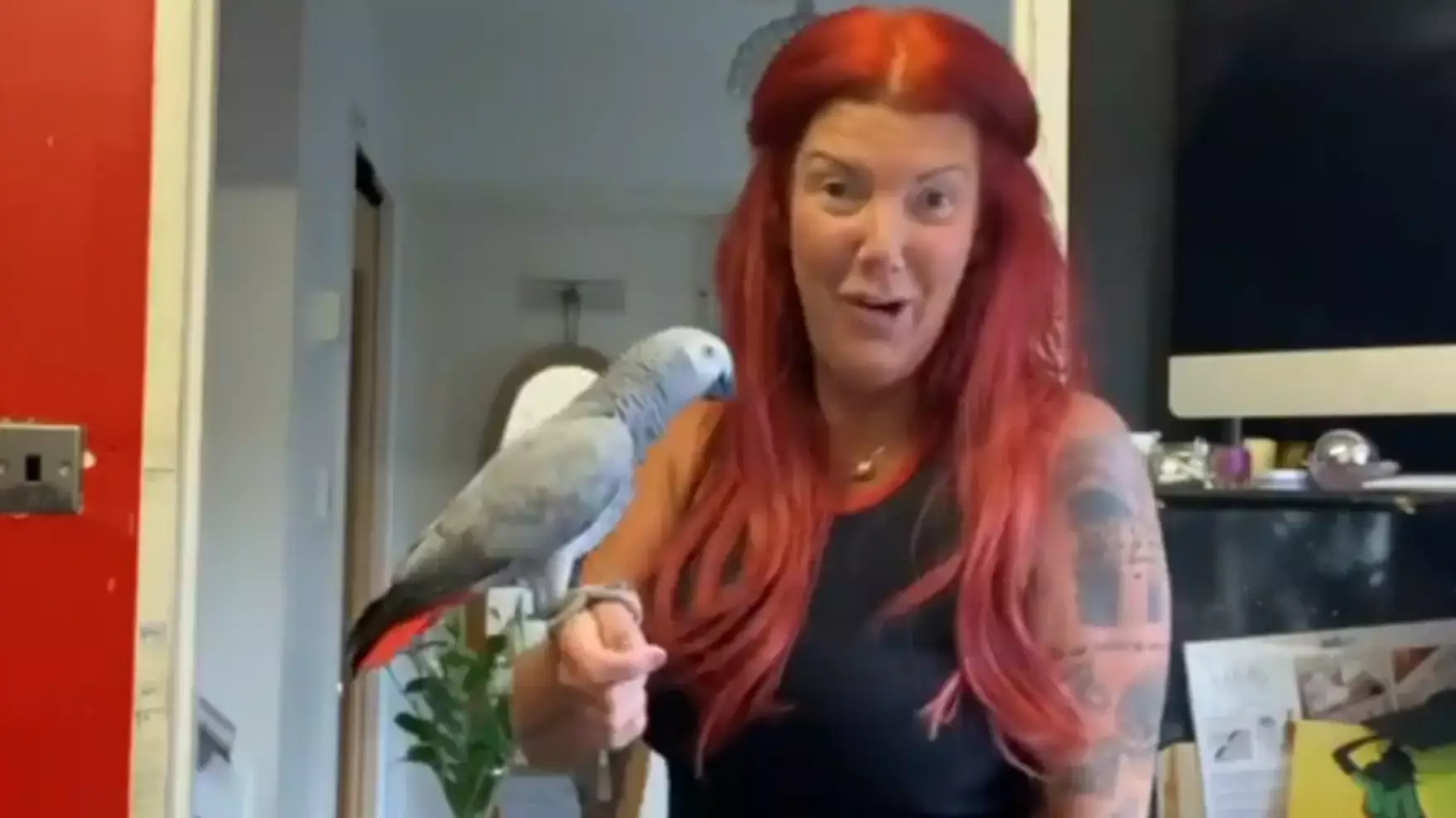 Chanel The African Grey Parrot Is Home After Second Escape 