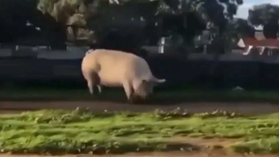 Huge Pig Escapes From Pen And Stuns Locals In Australian Suburb 