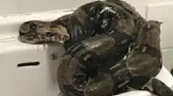 Police 'Flabbergasted' After Woman Finds 8ft Boa Constrictor In Bathroom 