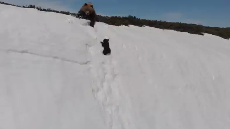 ​The Truth Behind Viral Footage Of Bear Cub Falling Down Mountain