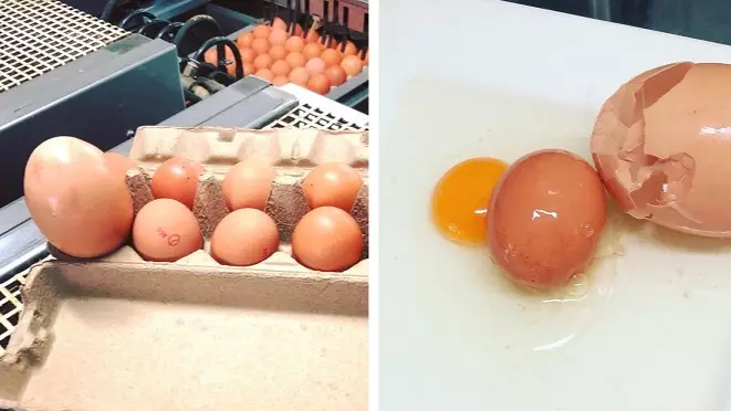 Egg Weighing Three Times More Than Normal On A Farm In Queensland 