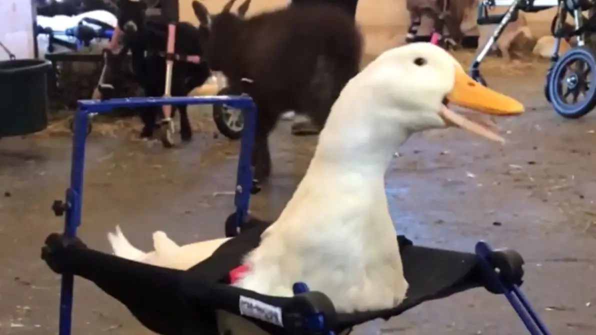 Disabled Duck, Merlin, Finally Takes His First Steps Using A Tiny Wheelchair
