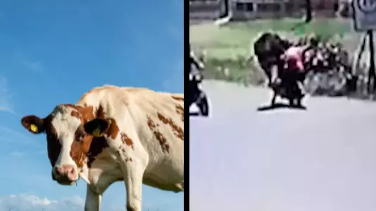 Kung Fu Cow Kicks Unsuspecting Woman Off Her Bike 