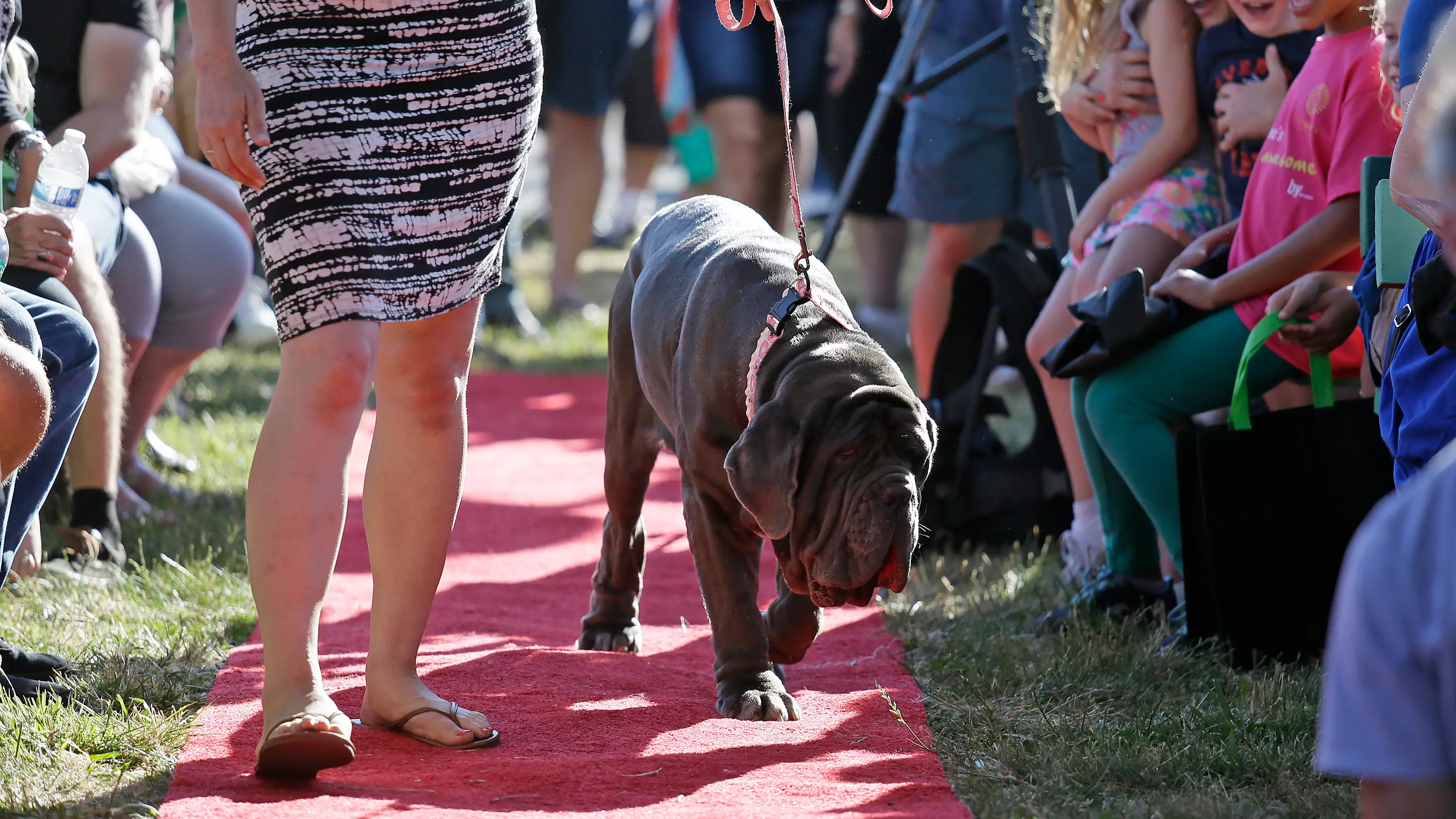 The Official World's Ugliest Dog Has Been Crowned 