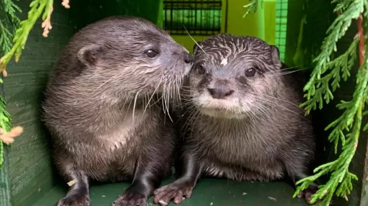 Lonely Otters Who Fell In Love Online Have Moved In Together