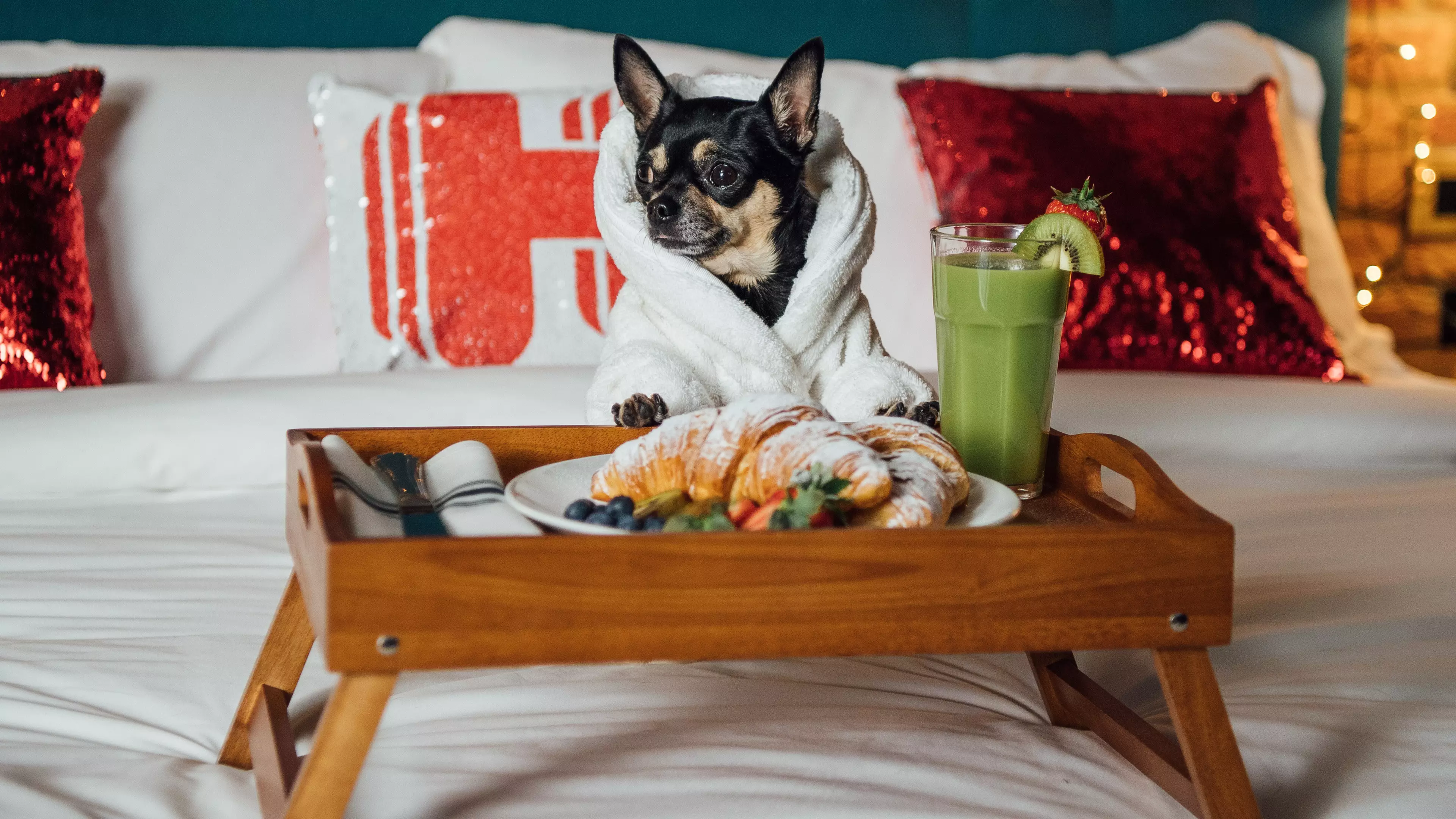 Your Dog Can Get A Job Reviewing All The Best Hotels And You Can Go Too