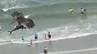 Osprey Carries Massive Fish In Its Talons Leaving Onlookers Shocked