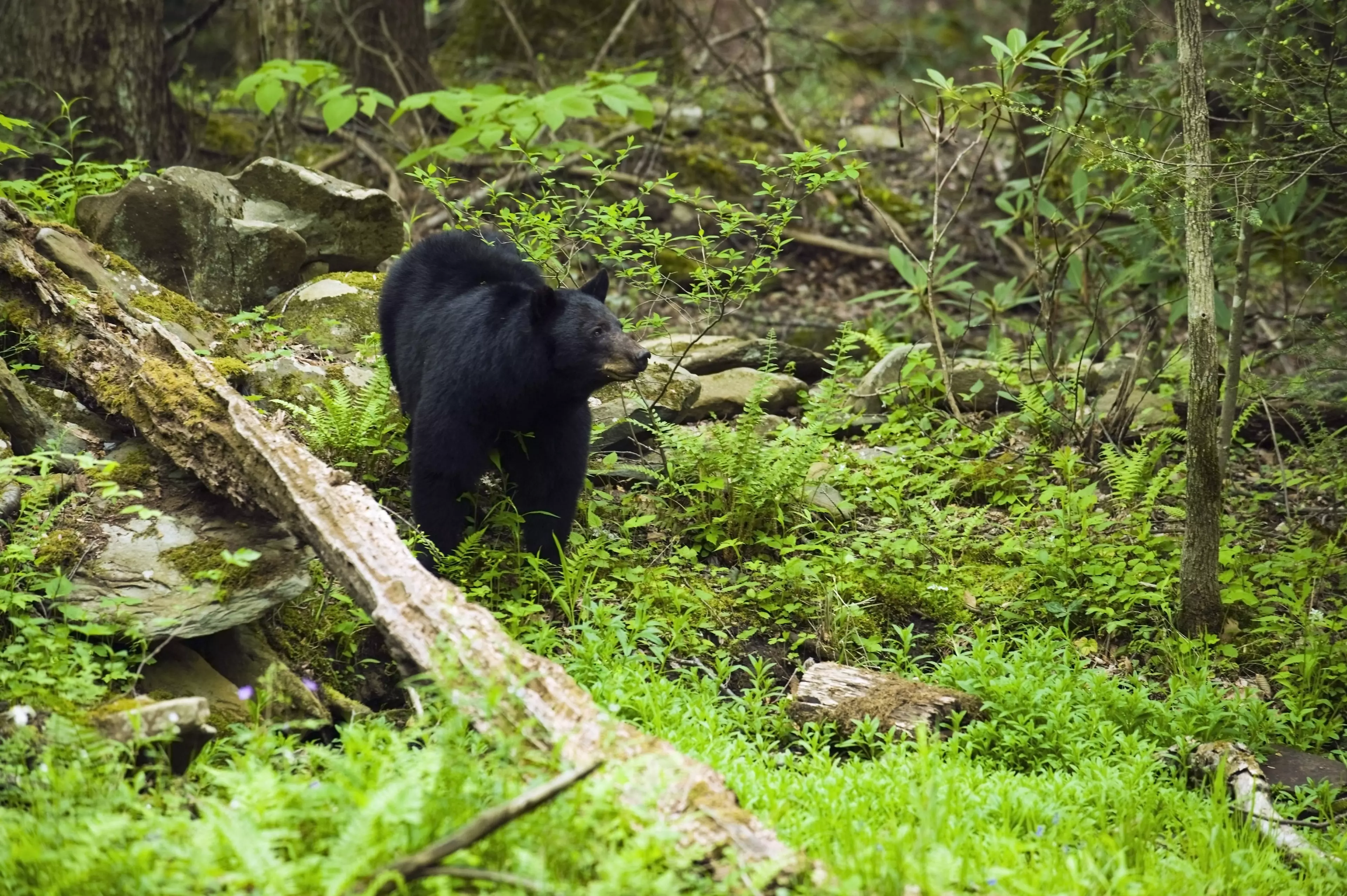 Stock image of a black bear.