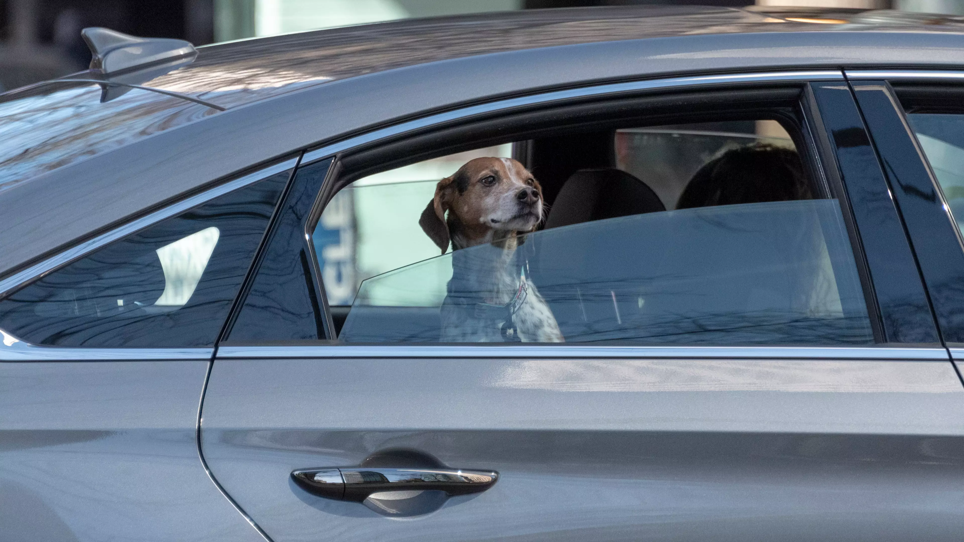 Uber Australia Will Finally Allow You To Bring Your Pet Along For The Ride