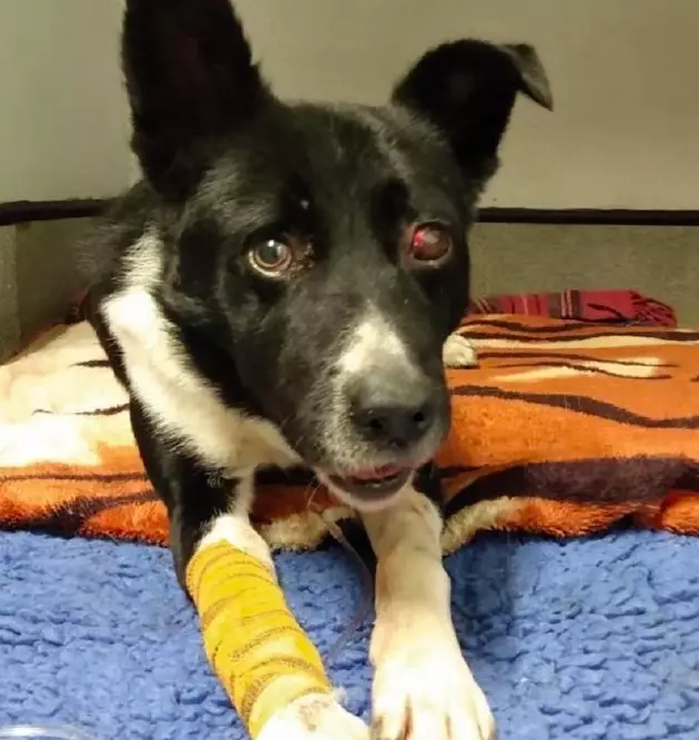 Jake took weeks to recover from his horrible injuries (