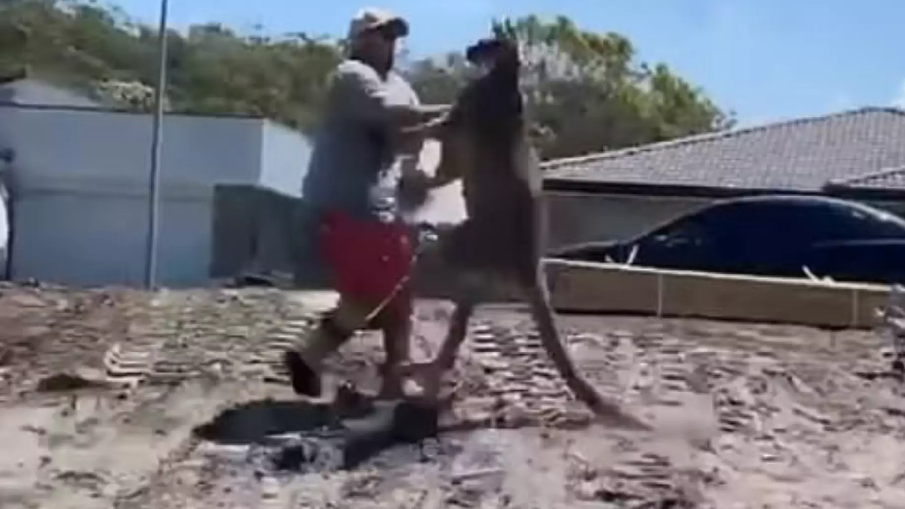 Dad Punched And Kicked By Kangaroo As He Tries To Defend Children