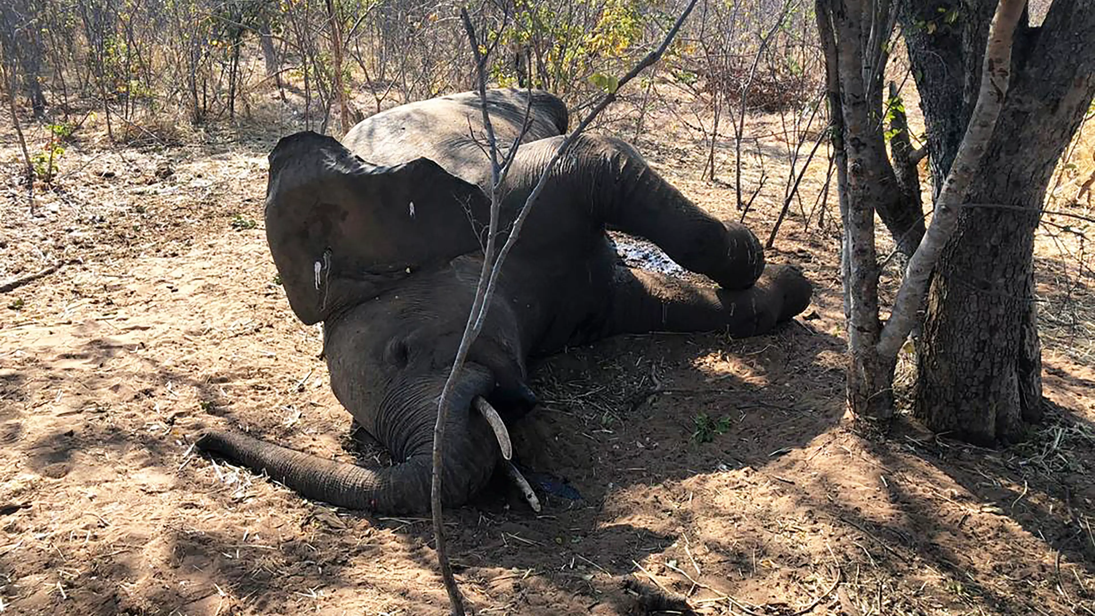 Number Of Elephants Mysteriously Dying In Zimbabwe Doubles To 22