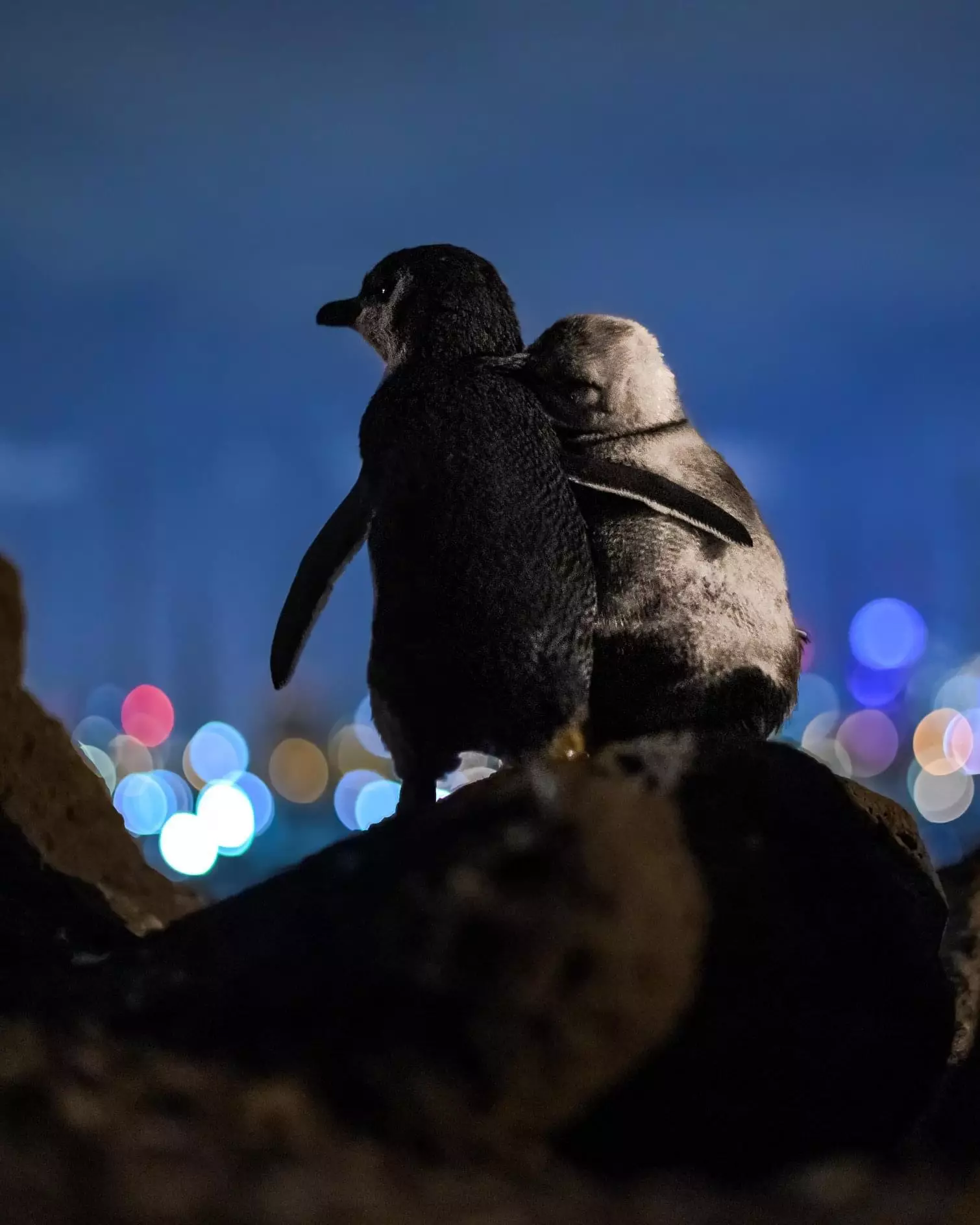 The penguins were snapped at at St Kilda Pier, Melbourne (