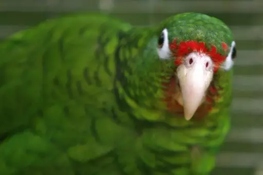 Parrot Exposes Man's Affair With Housemaid To His Wife