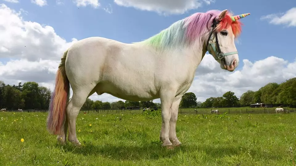 The First Ever Nationwide Unicorn Tour Is Coming To The UK