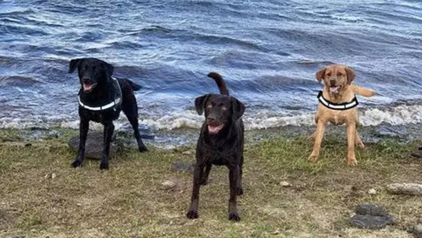 Owner Left Devastated As His Dogs Die After Plunging Off Cliff