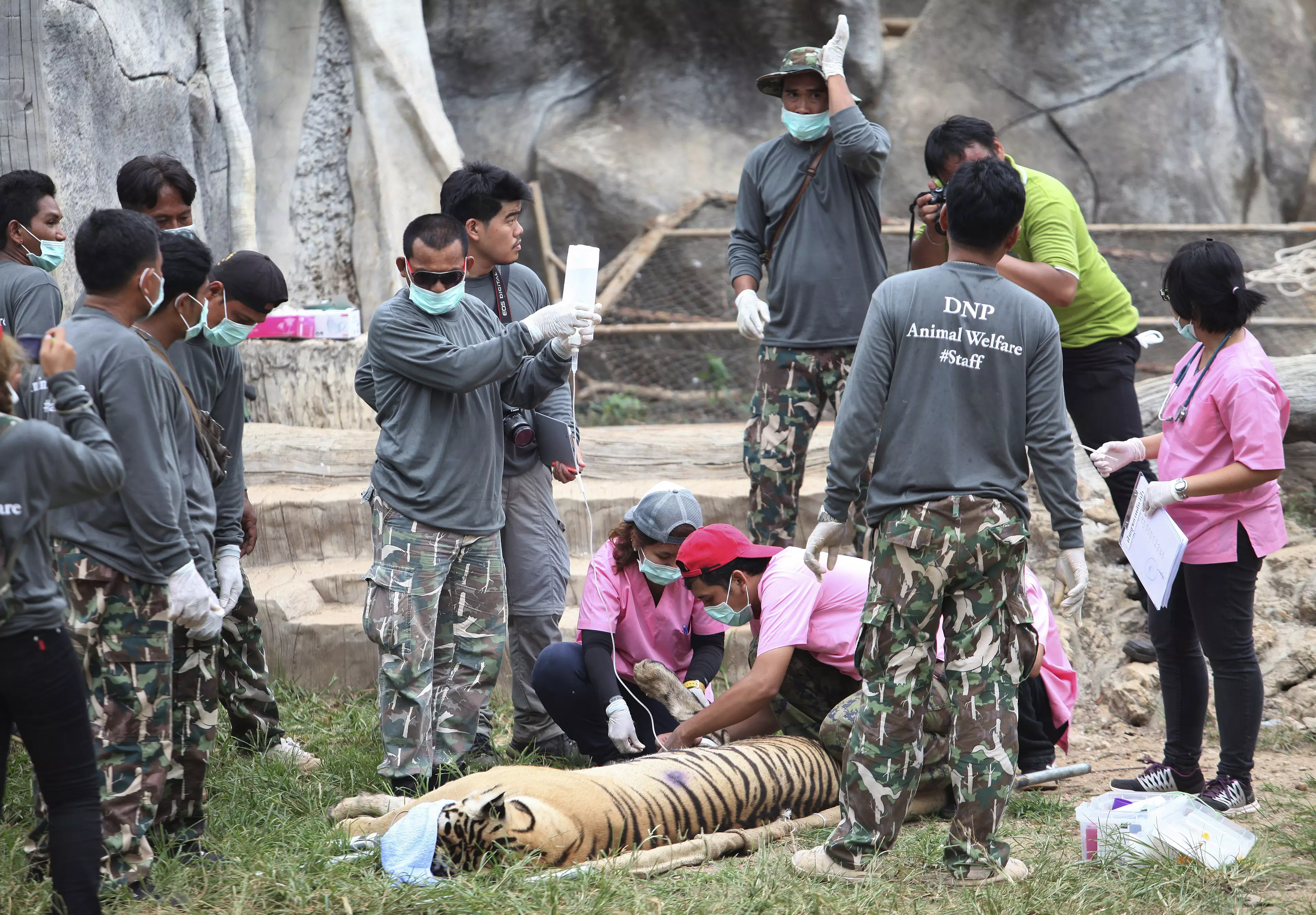 Authorities removed 147 tigers from the temple in 2016.