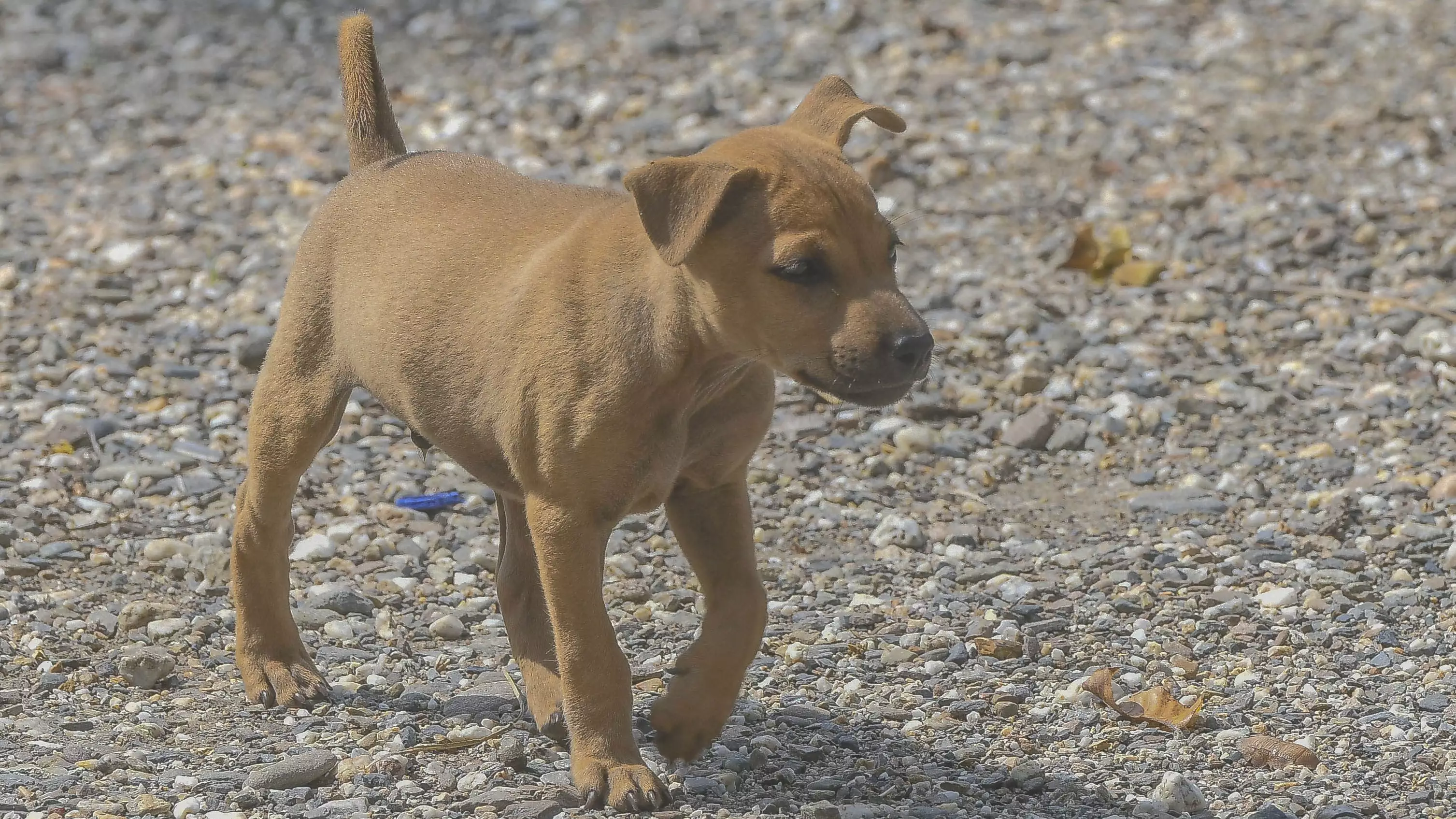 Puppy Owners Warned About Potentially Fatal Disease 