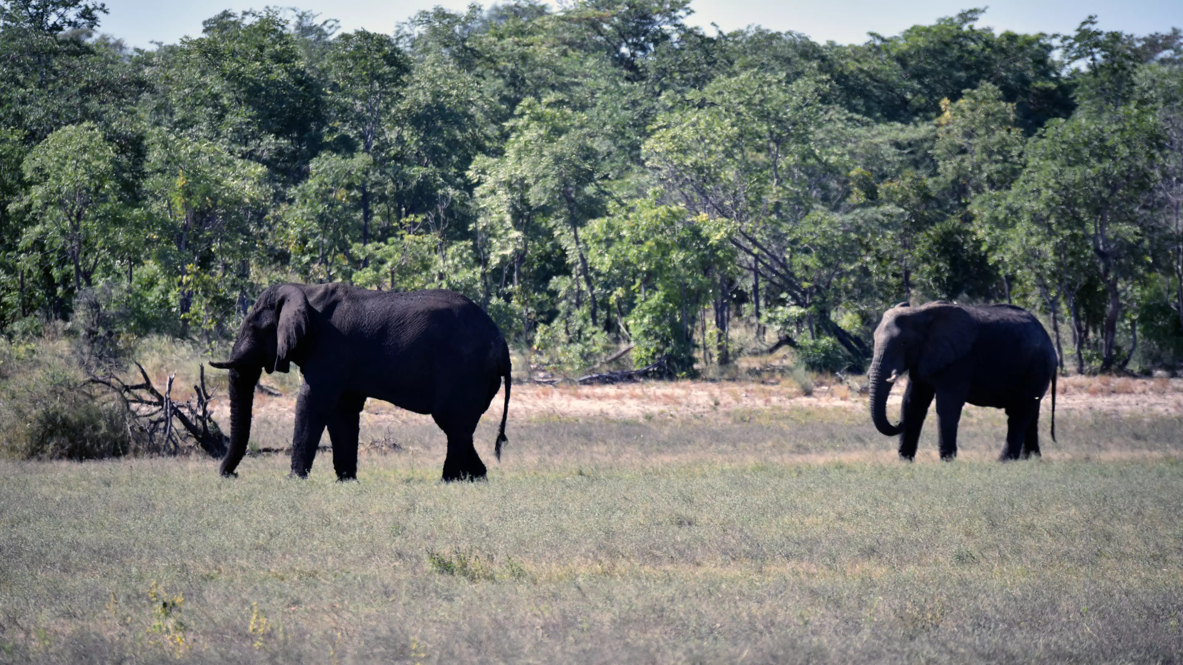 Hunter Who Has Killed Over 5,000 Elephants Says He Would Do It Again