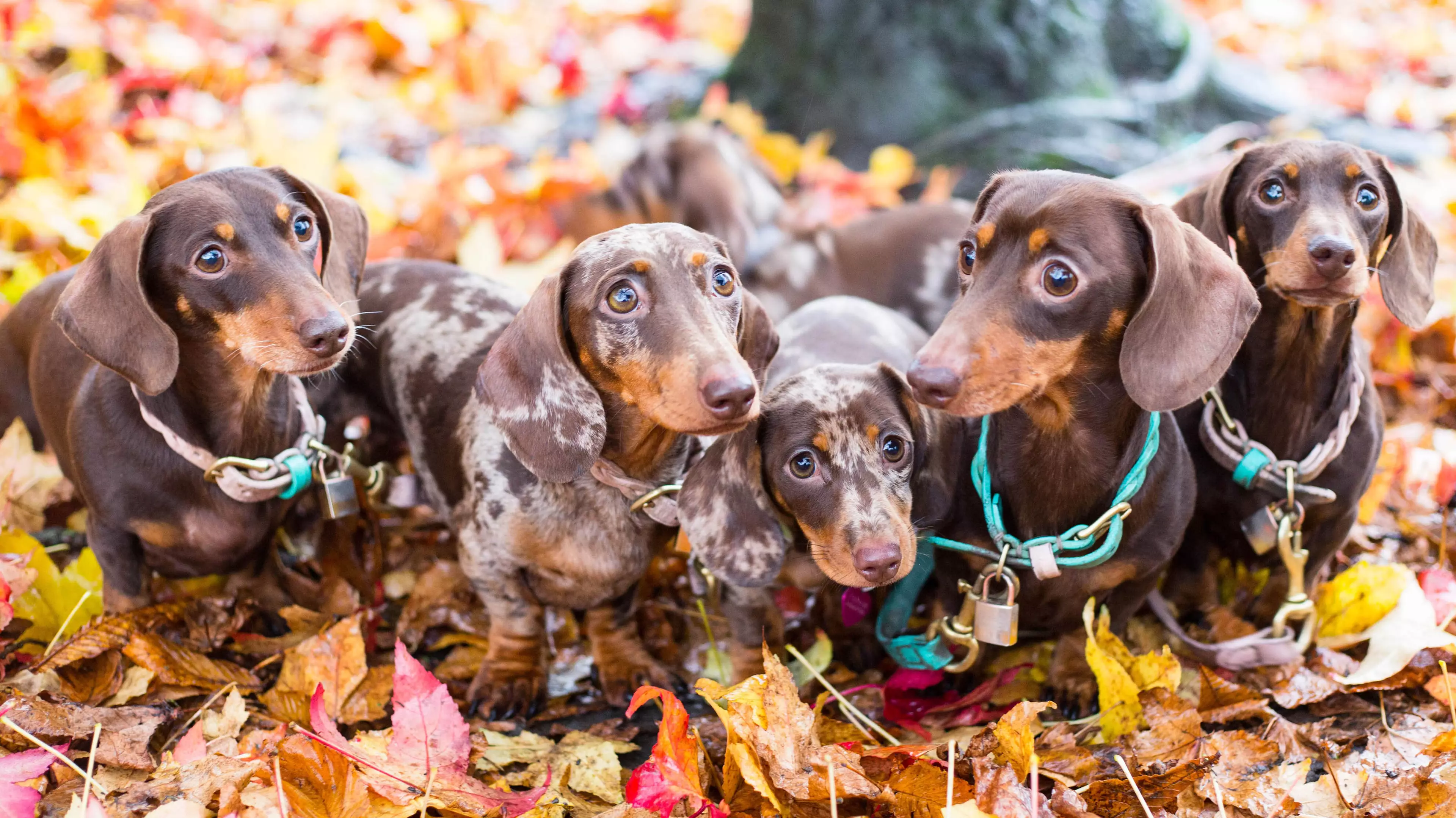 Woman Spends £800 A Month On Outfits And Activities For Her Sausage Dog Squad