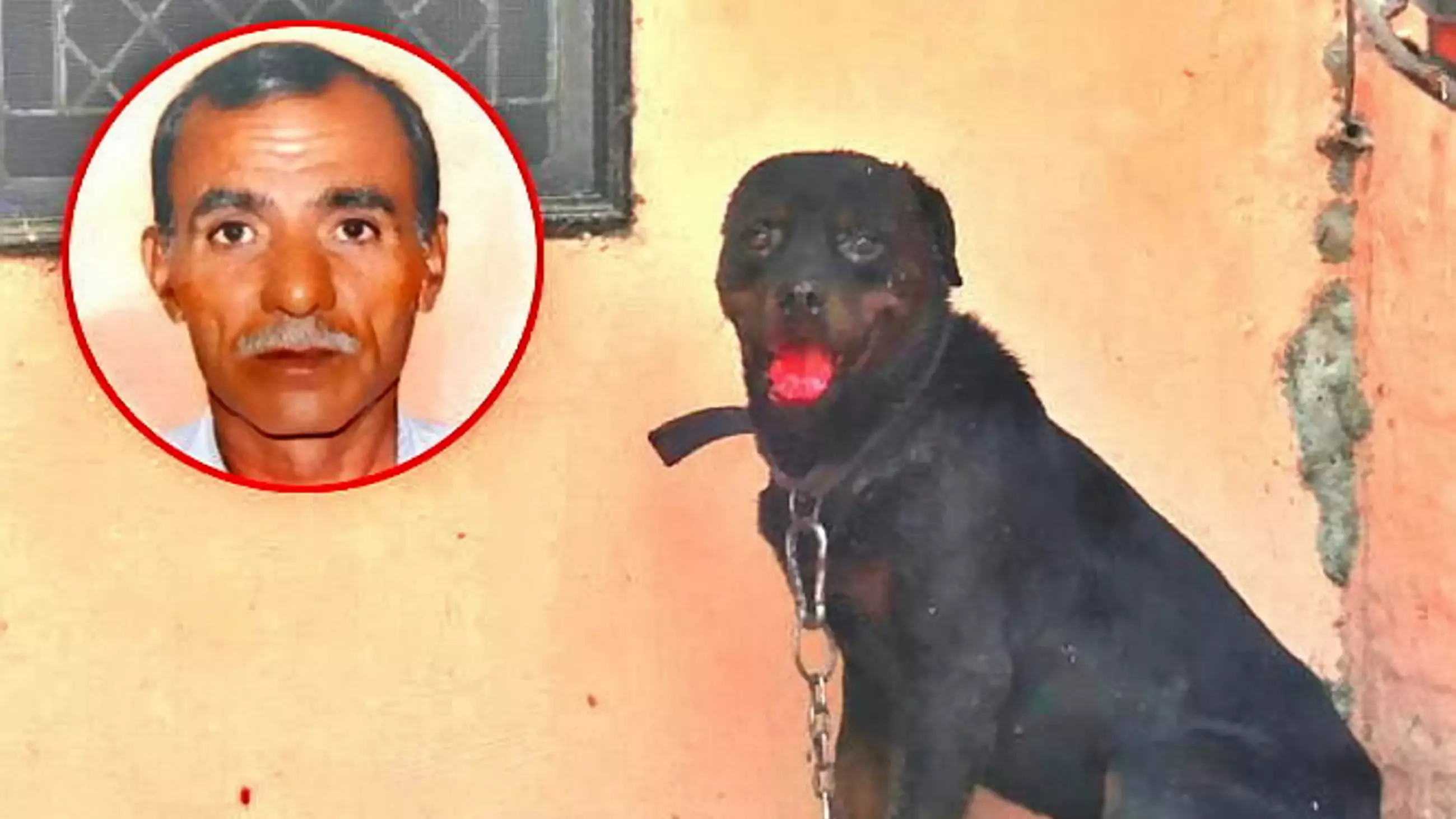 Rottweiler Mauls Owner To Death And Eats Part Of His Body