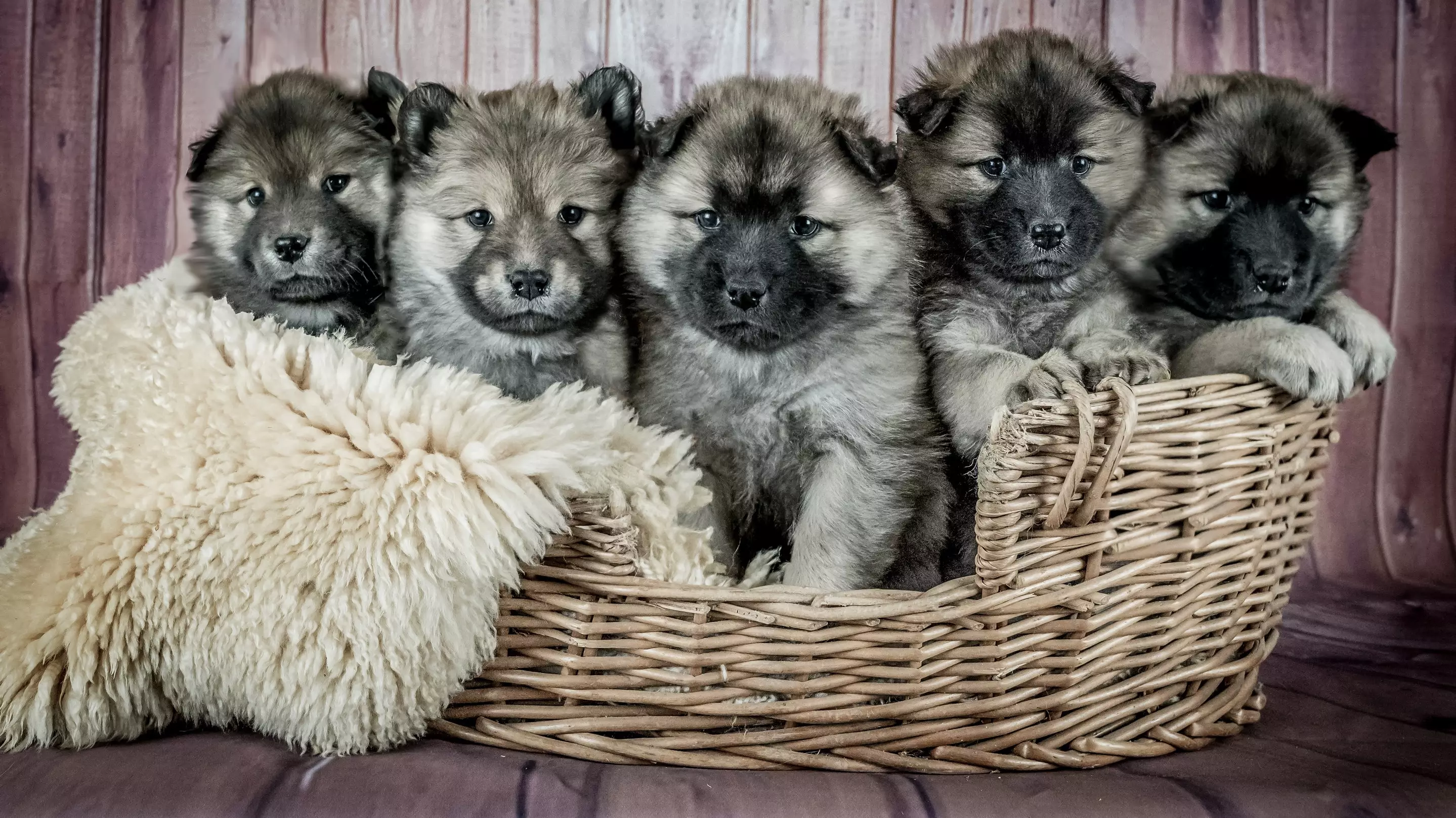 There's A Bali Hostel That Offers Puppy Therapy And Costs £19 A Night